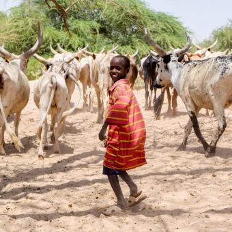 Young boy with a herd of cows in the desert